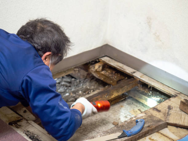 Best Residential Mold Removal  in Windsor, MO