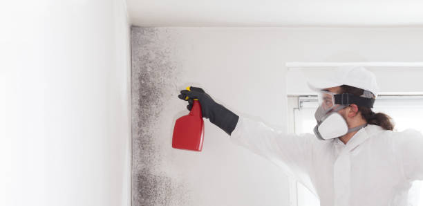 Best Office Mold Removal Services  in Windsor, MO