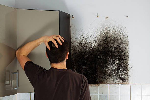 Best Local Mold Removal Service  in Windsor, MO